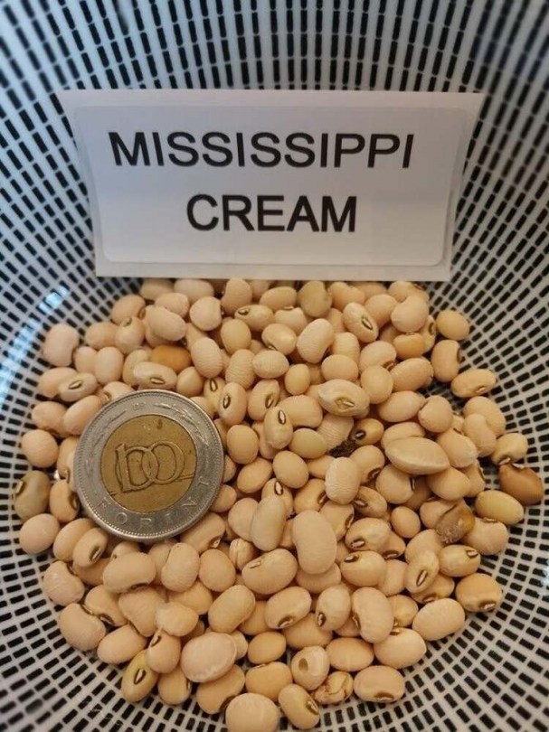 Mississipi Cream tehénborsó - Hüvelyes különlegességek az Egzotikus Növények Stúdiójától